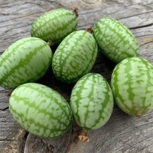 Mexikanische Minigurke - BIO-Samen [samenfest]