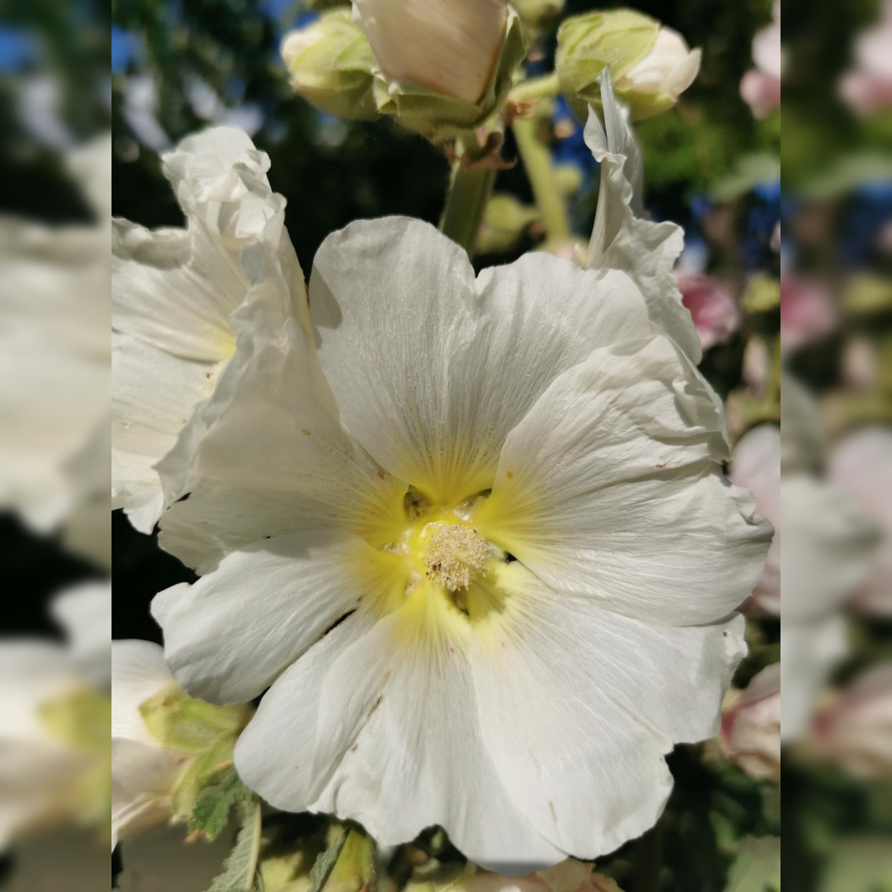 Stockrose "weiß" - BIO-Stockrosensamen [samenfest]