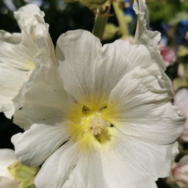Stockrose "weiß" - BIO-Stockrosensamen [samenfest]