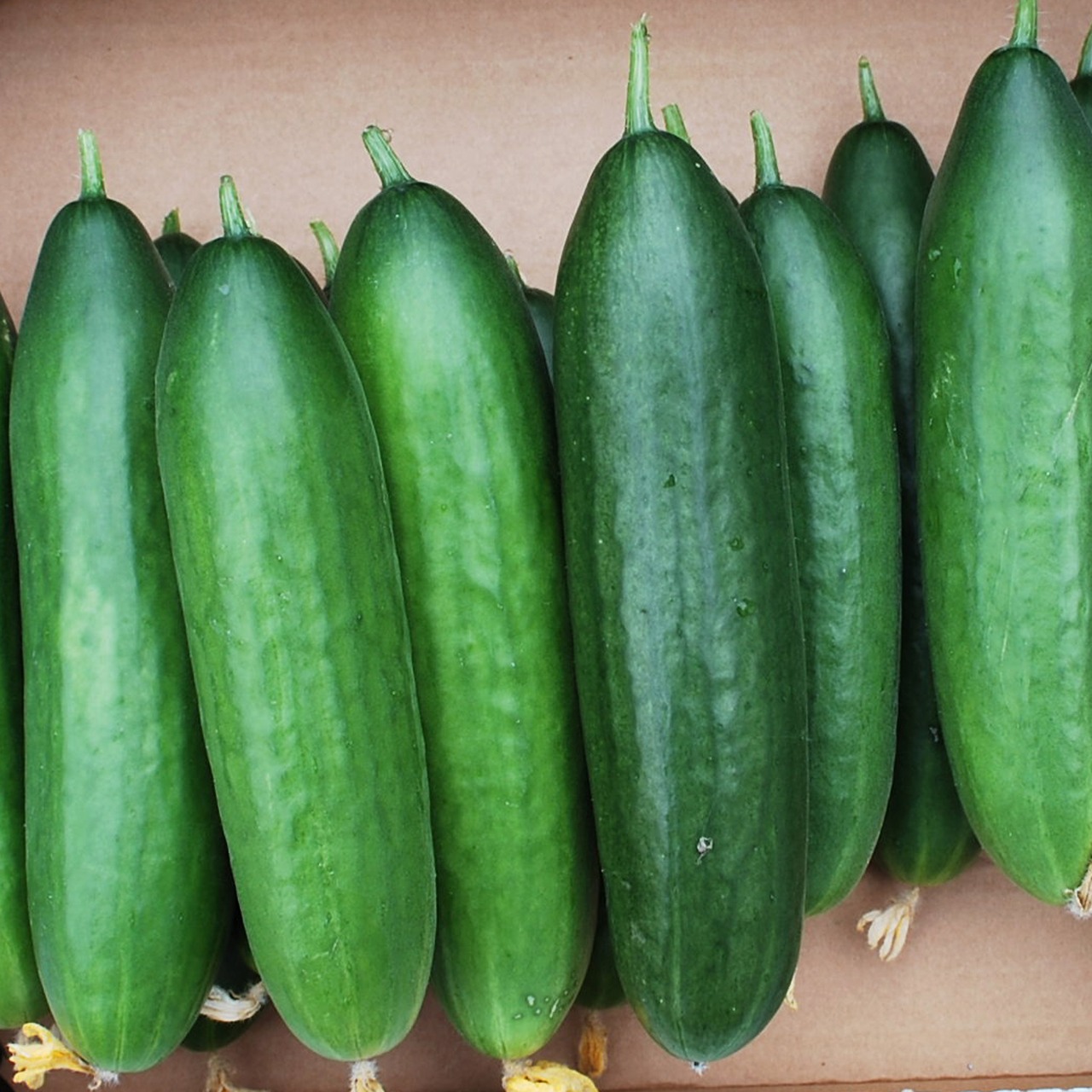 Gurke „La Diva“ - BIO Freilandgurke