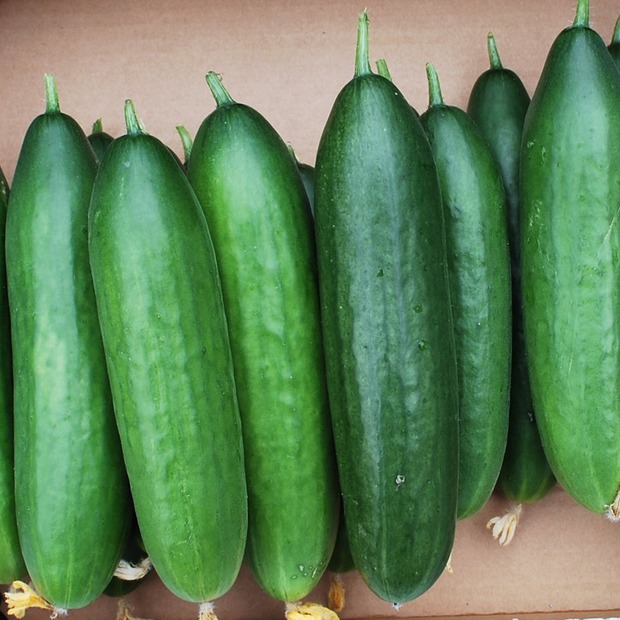 Gurke „La Diva“ - BIO Freilandgurke