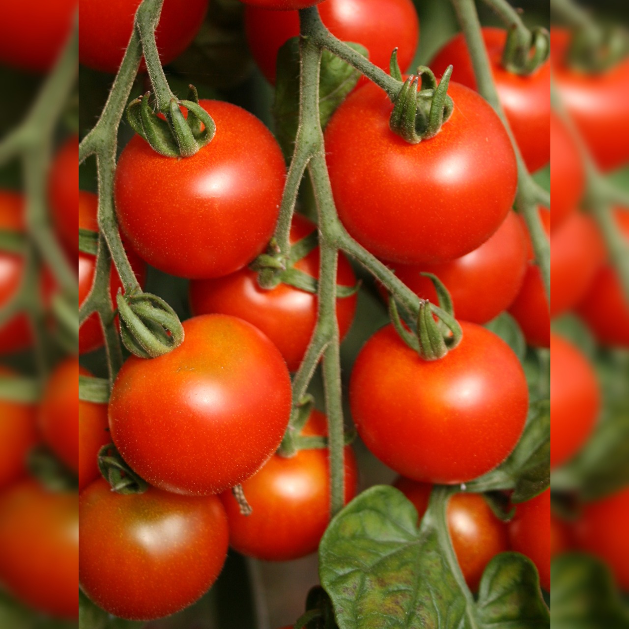 Anzucht-Set "Cocktailtomaten" [30, 65]
