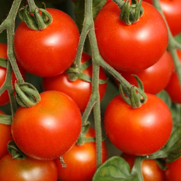 Anzucht-Set "Cocktailtomaten" [30, 65]