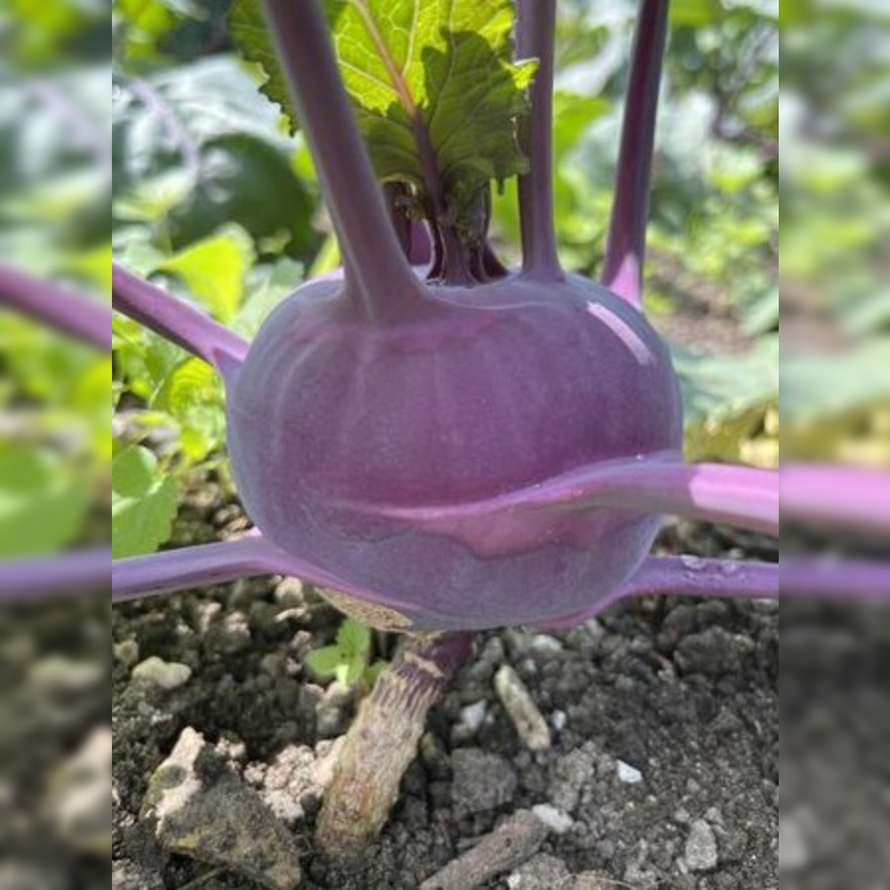 Anzucht-Set "Kohlrabi" [43, 44]