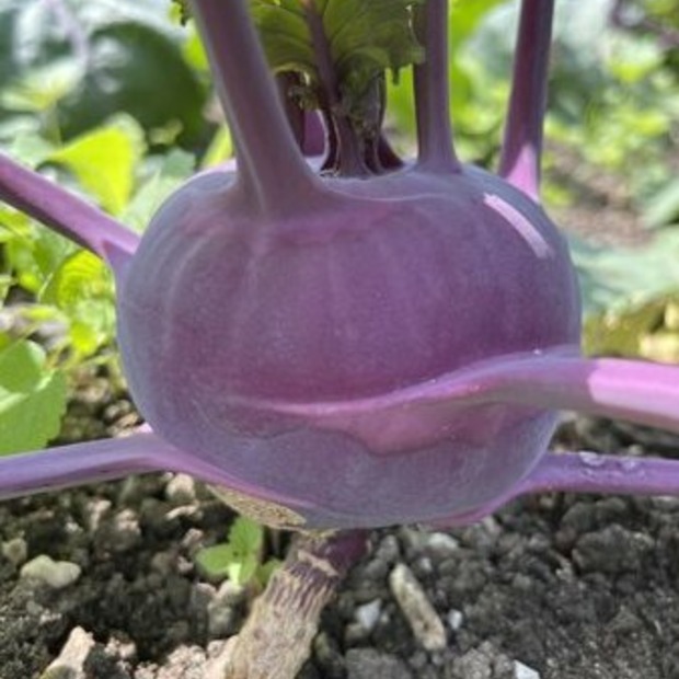 Anzucht-Set "Kohlrabi" [43, 44]