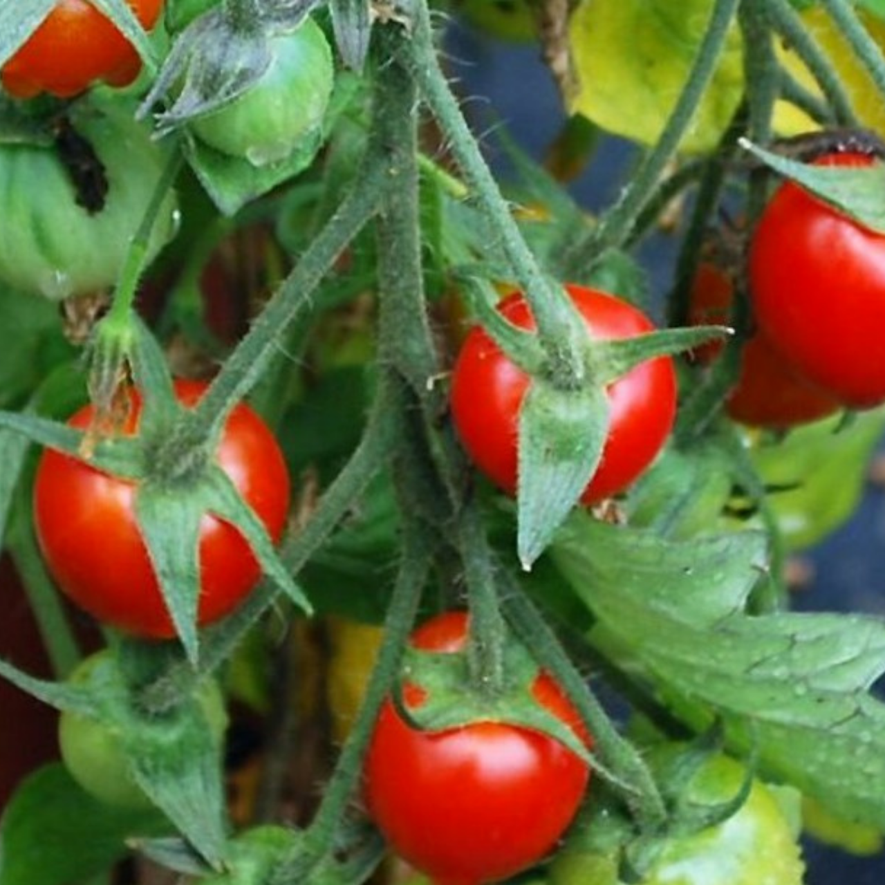 Tomate „Tumbling Tom“ - BIO-Tomatensorte