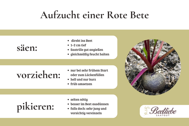 Rote Bete, Rote Beete, Aufzucht