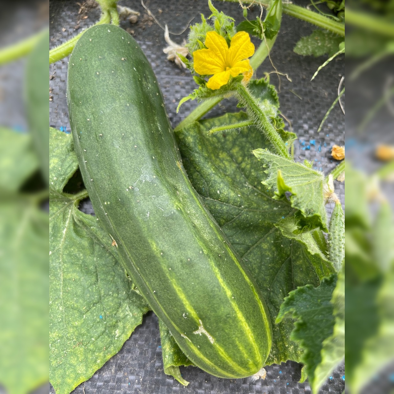 Anzucht-Set "Freilandgurke"