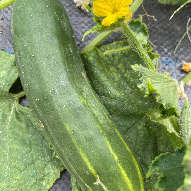 Anzucht-Set "Freilandgurke"