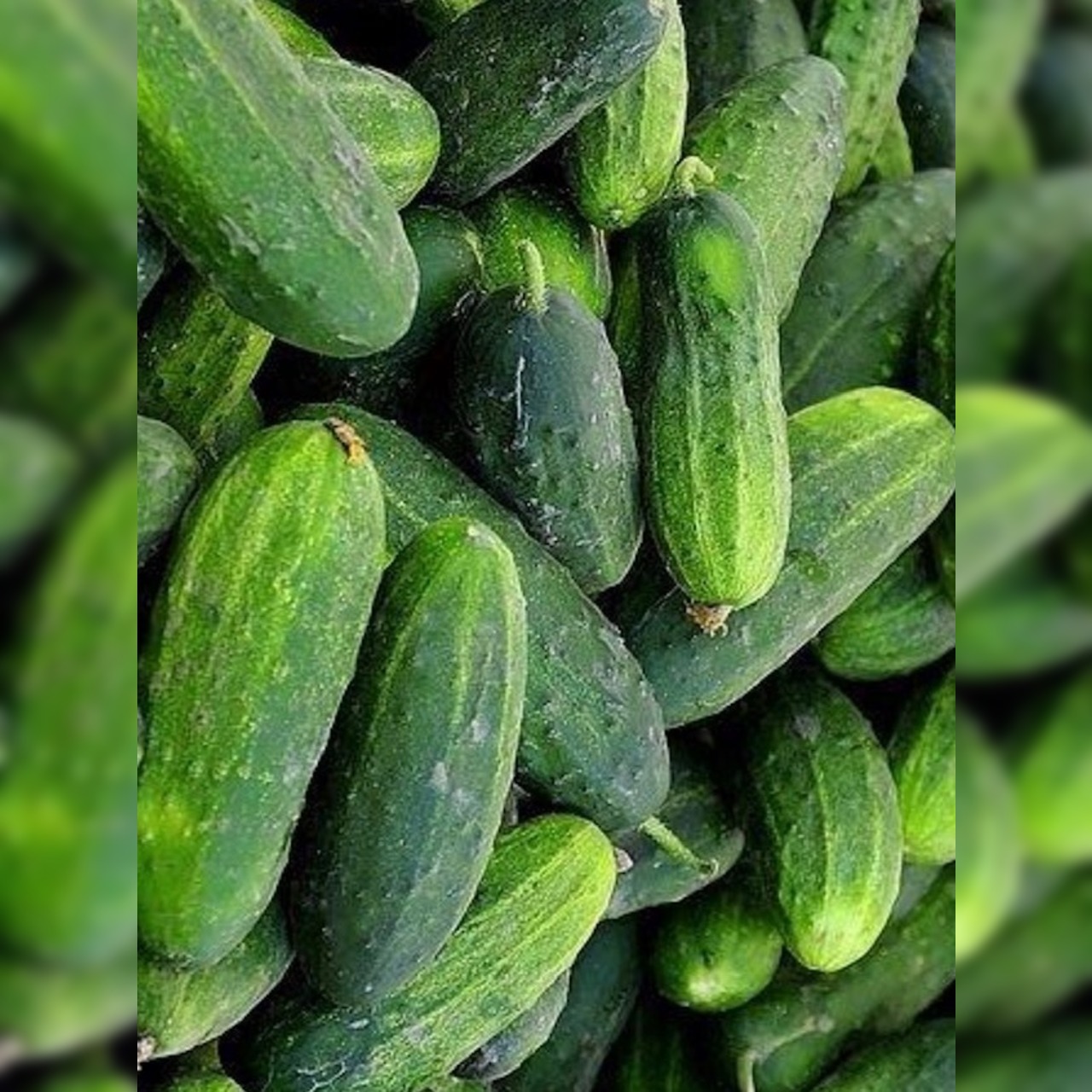 Einlegegurke "Vorgebirgstraube" - BIO-Samen [samenfest]