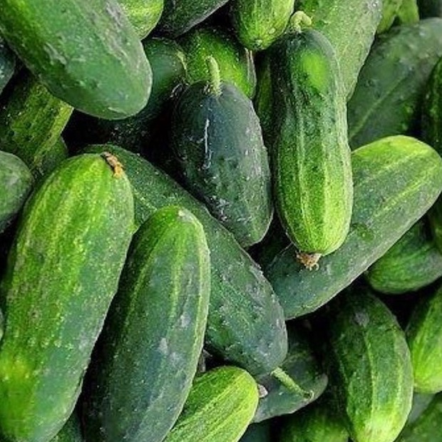 Einlegegurke "Vorgebirgstraube" - BIO-Samen [samenfest]