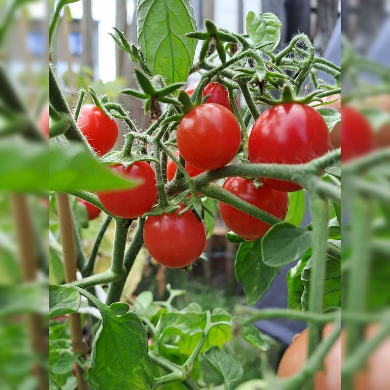 Tomate "Ampeltomate" -BIO-Balkontomate [samenfest]