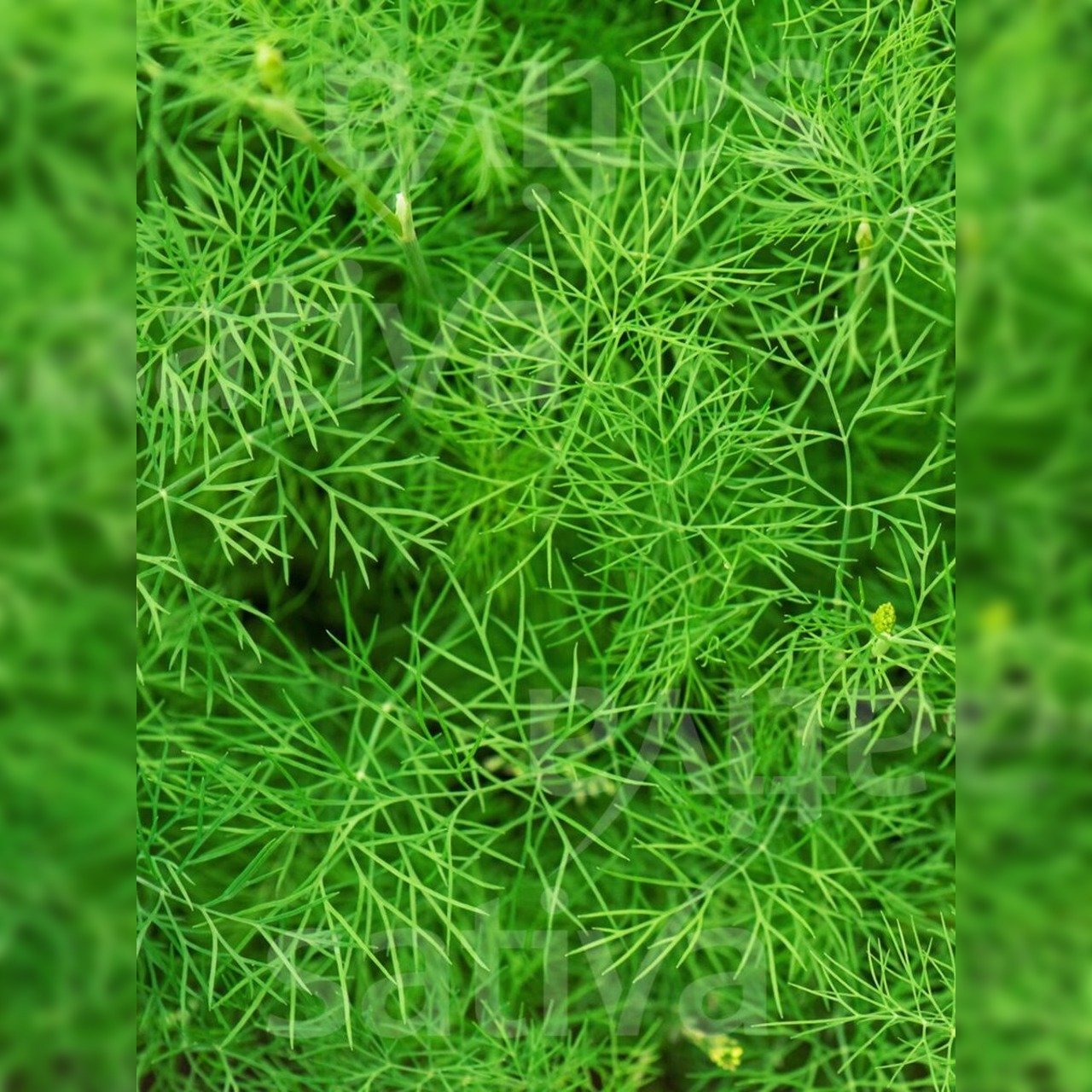 Anzucht-Set "Gurke & Dill" [1009, 4004]