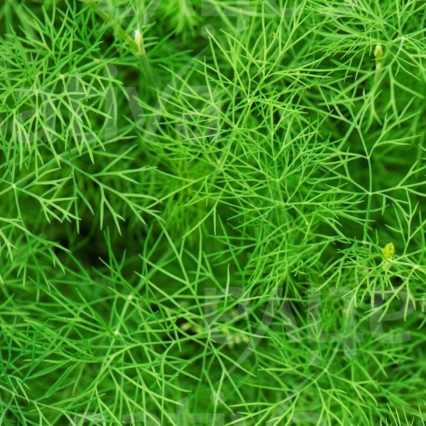 Anzucht-Set "Gurke & Dill" [1009, 4004]