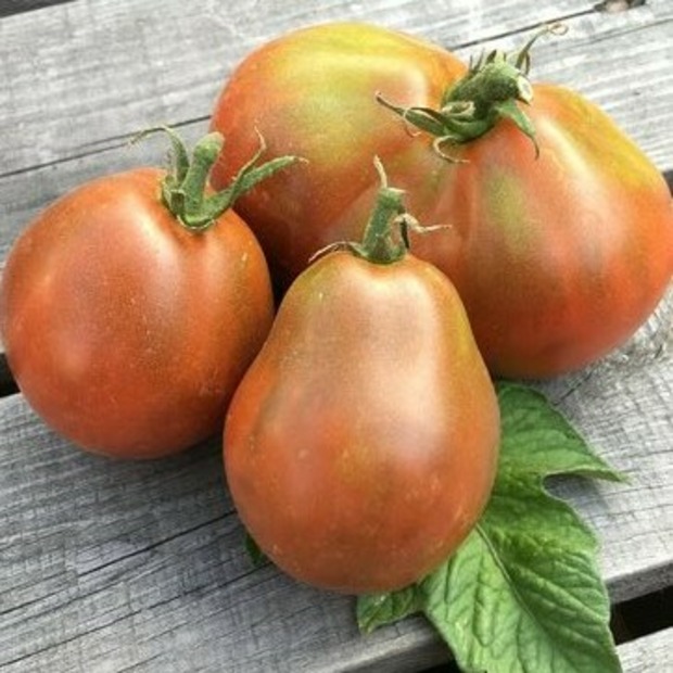 Tomate "Japanese Black Trifele" - BIO-Tomatensorte