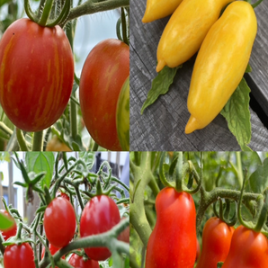 BIO Tomatensamen Set