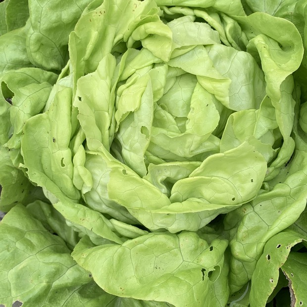 BIO-Kopfsalat "Lucinde" - BIO-Salatsorte (samenfest)