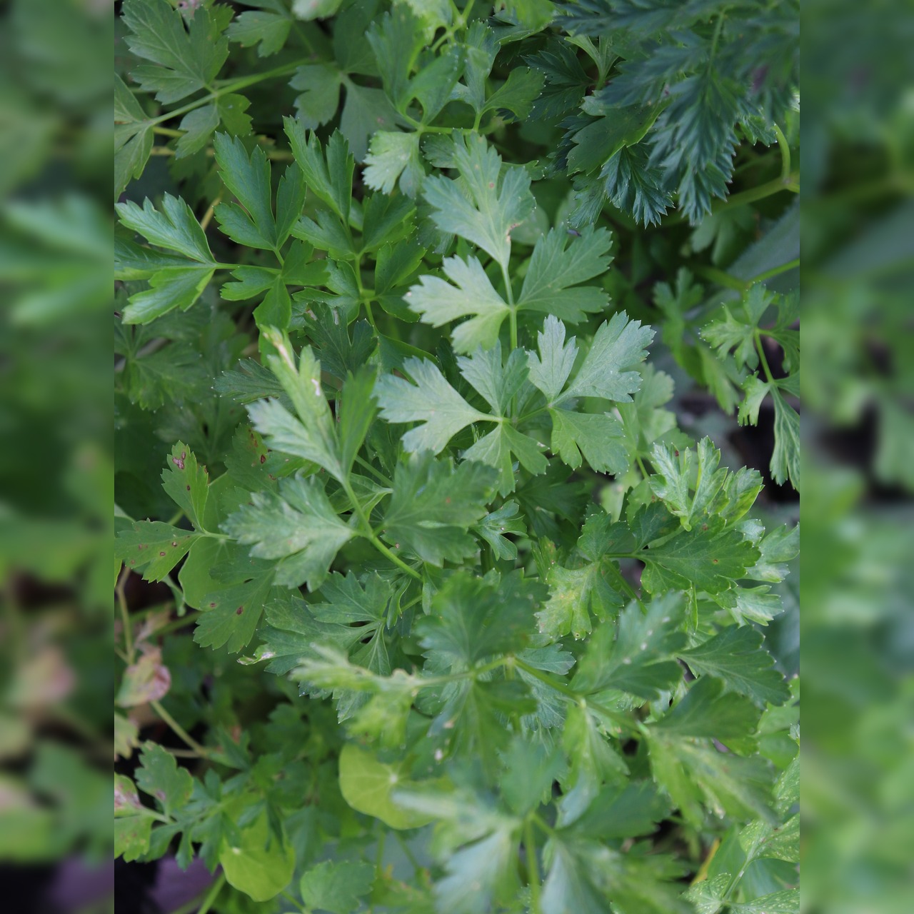 Kräutersamen-Set "Küchenkräuter" - BIO Kräutersamen [samenfest]