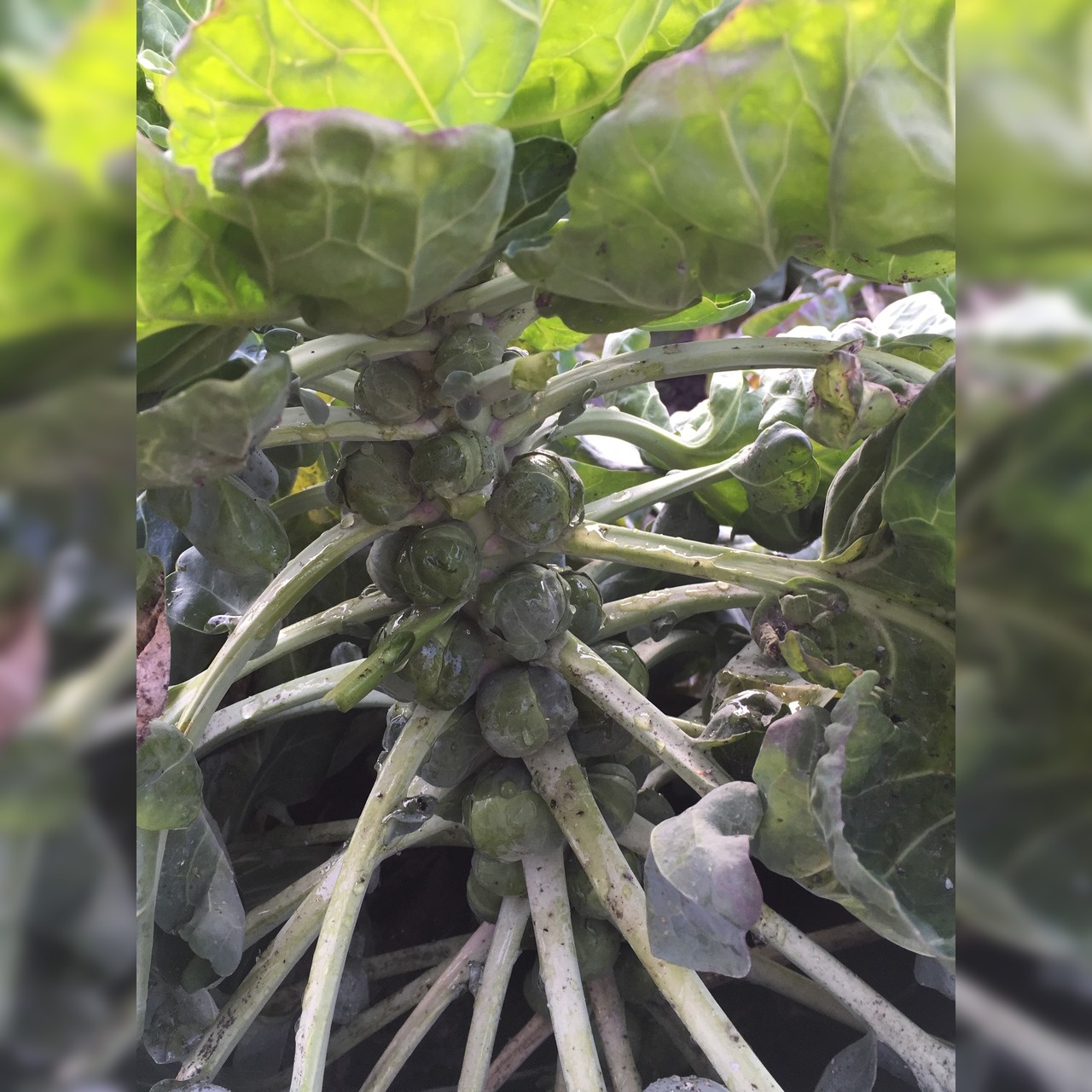 Gemüsesamen-Set "Starkzehrer für´s Hochbeet" - 8 BIO-Sorten [samenfest]