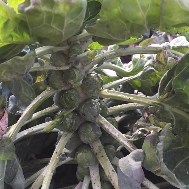 Gemüsesamen-Set "Starkzehrer für´s Hochbeet" - 8 BIO-Sorten [samenfest]