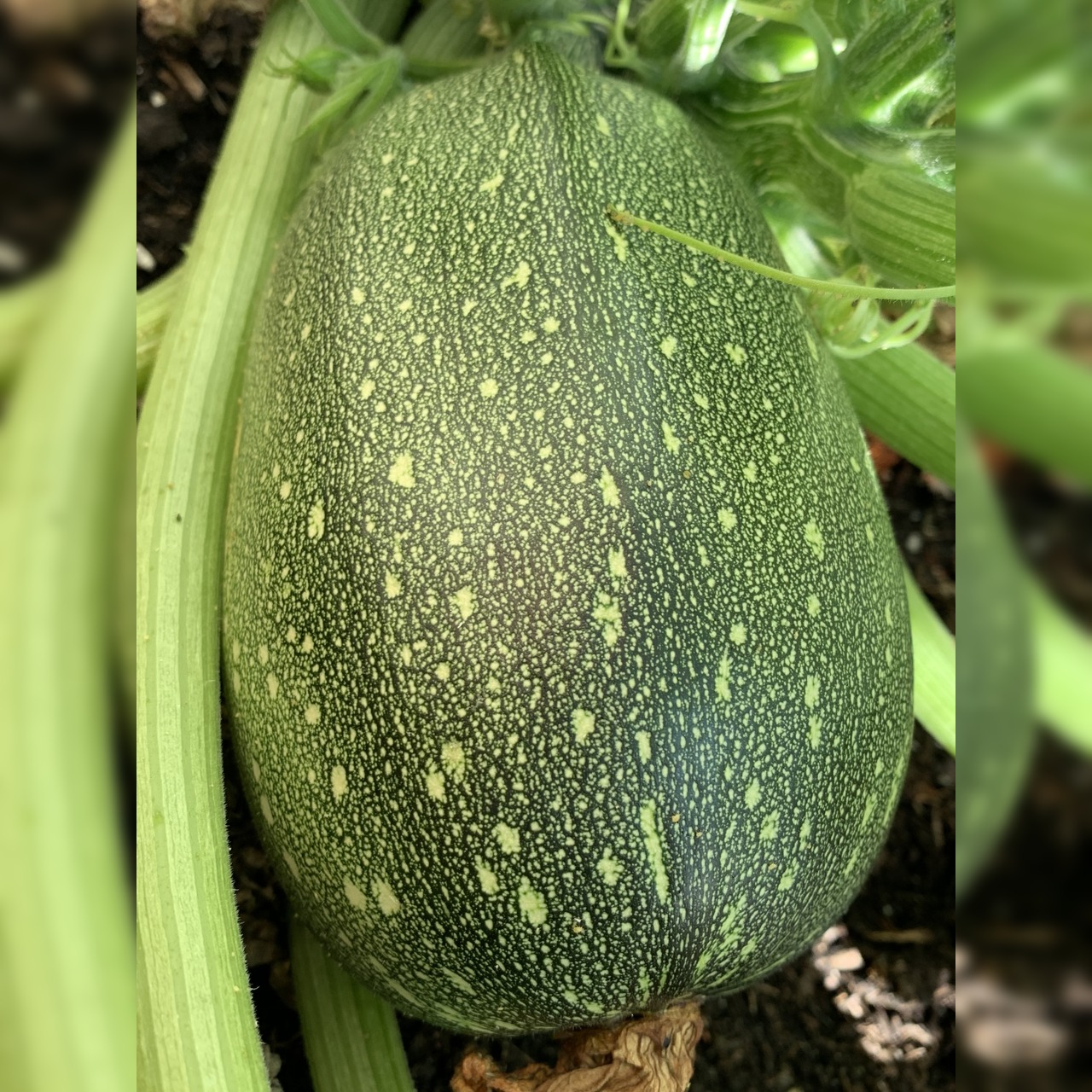 Gemüsesamen-Set "Zucchini" - 4 BIO-Sorten [samenfest]