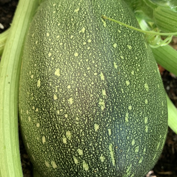 Gemüsesamen-Set "Zucchini" - 4 BIO-Sorten [samenfest]