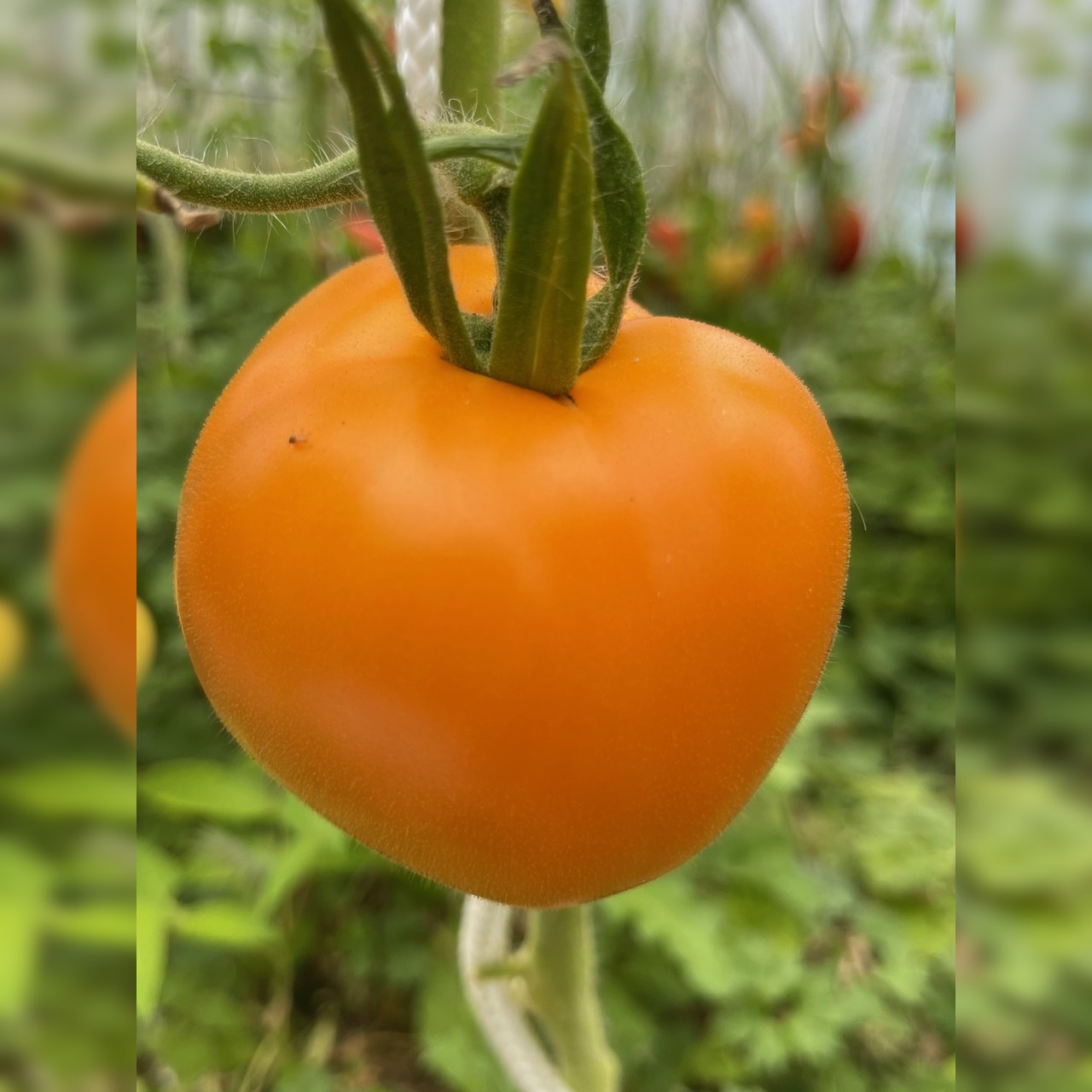 BIO Tomatensamen Set groß