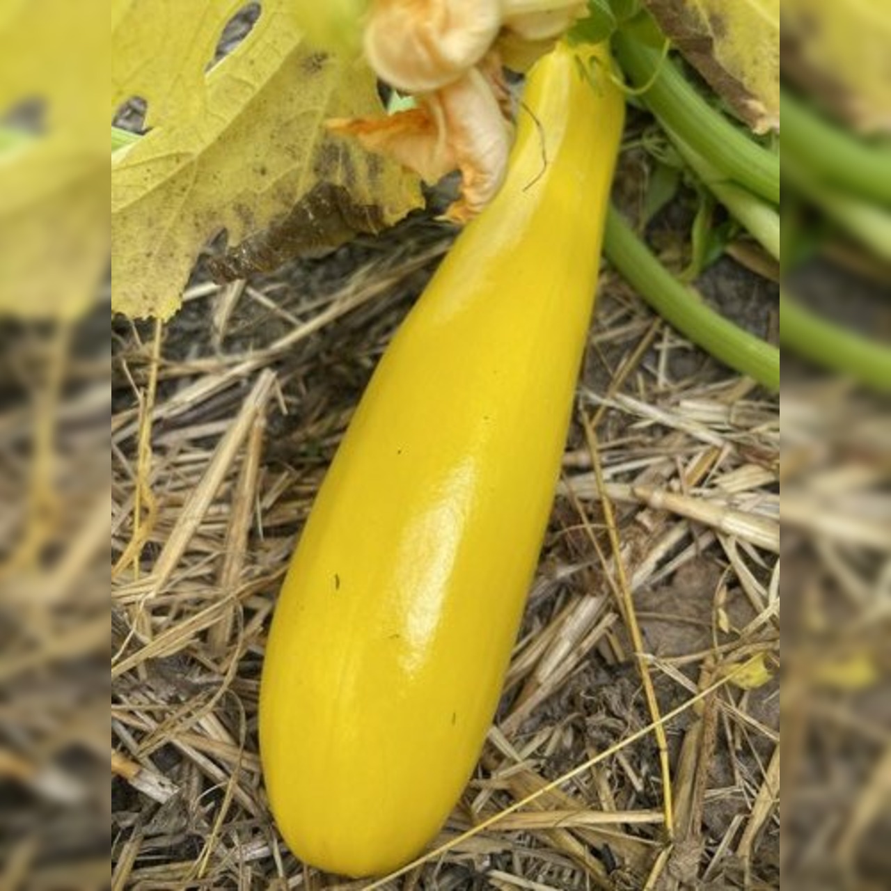 Zucchini "Golden Rush" - gelbe BIO-Zucchinisorte (samenfest)