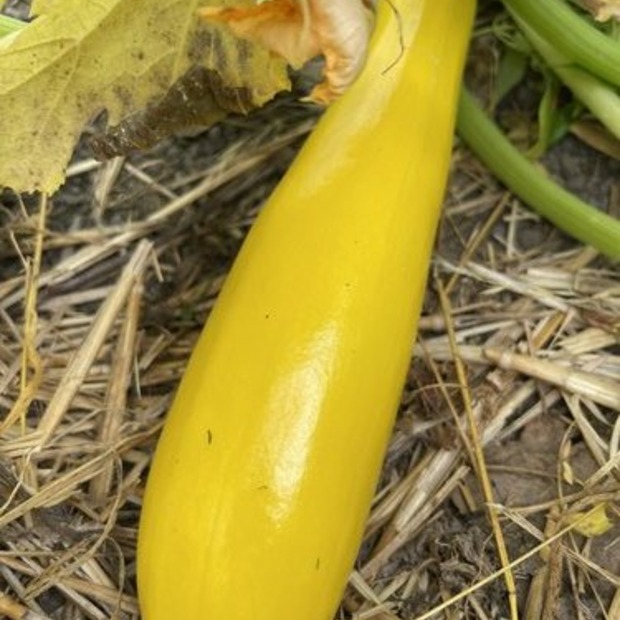 Zucchini "Golden Rush" - gelbe BIO-Zucchinisorte (samenfest)