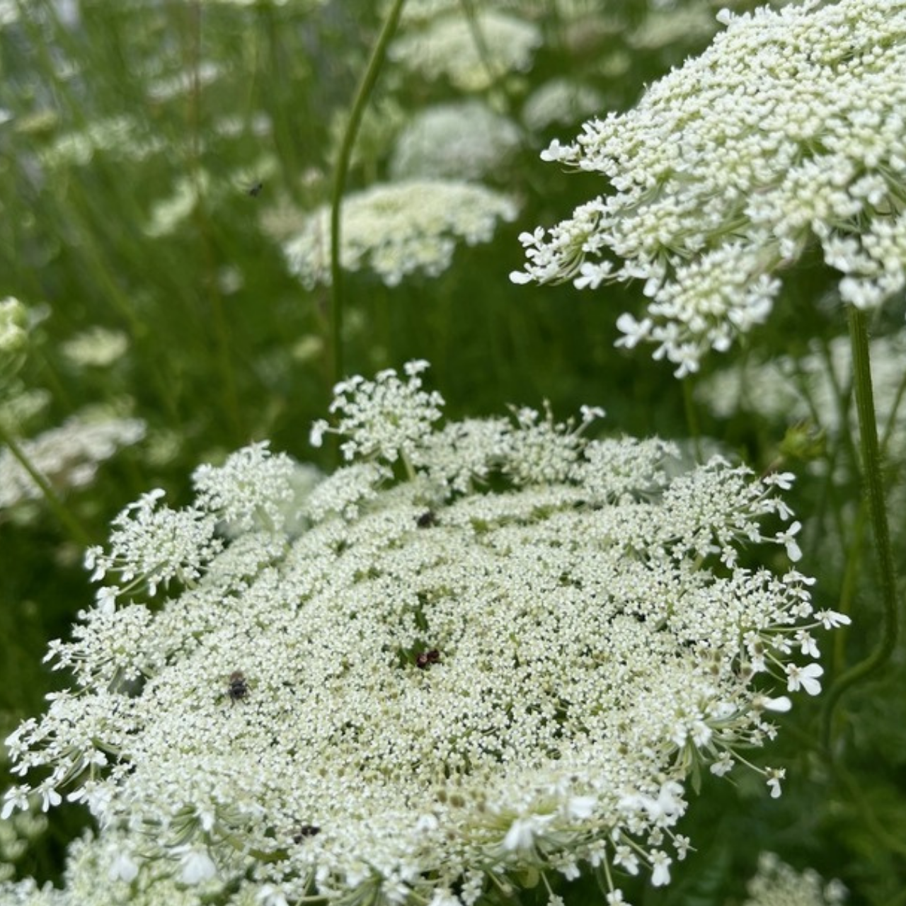 "wilde Möhre" - BIO-Blumensamen [samenfest]