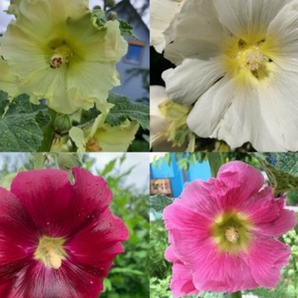 Blumensamen Set "offene Stockrosen" - 4 BIO-Blumensorten [samenfest]