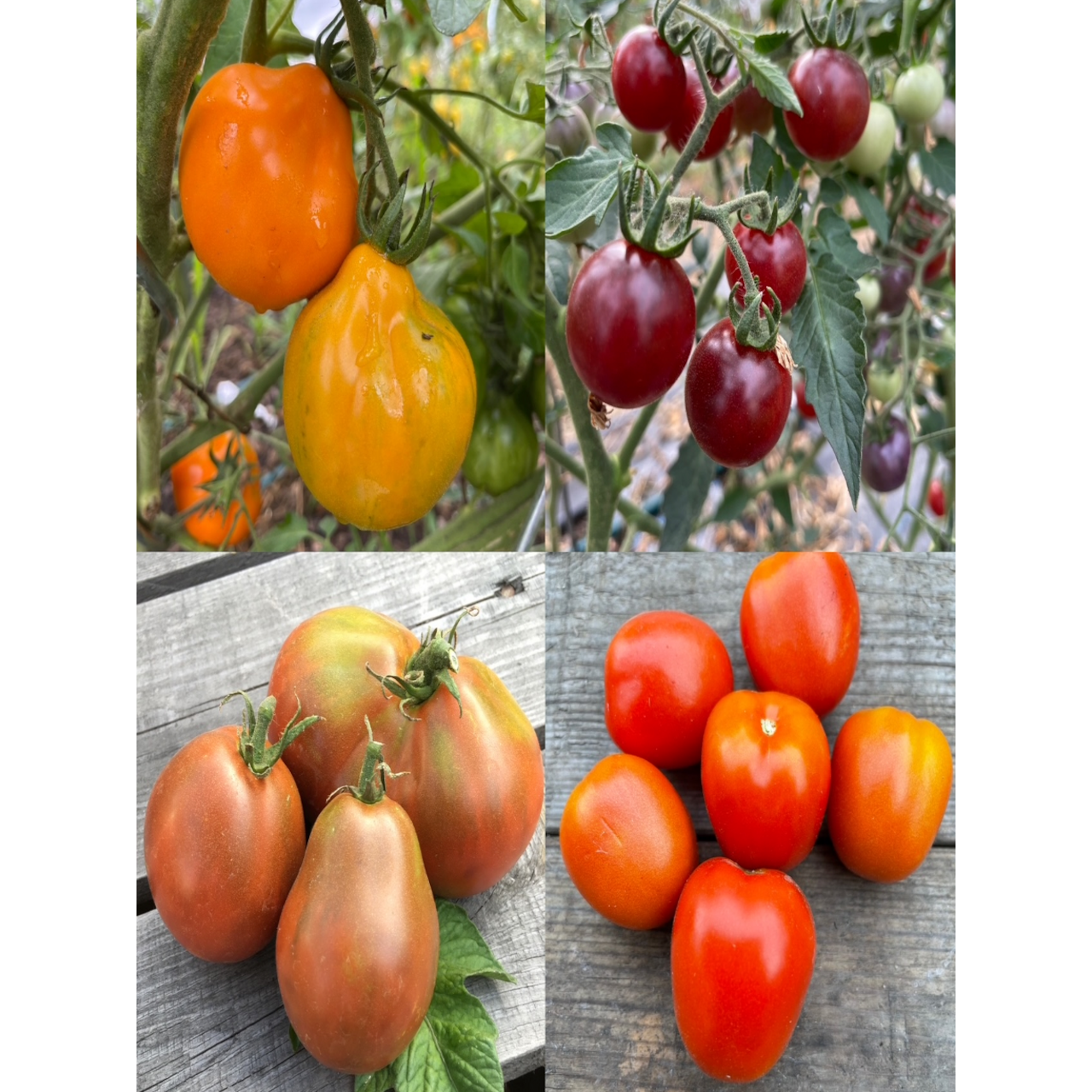 BIO Tomatensamen Set