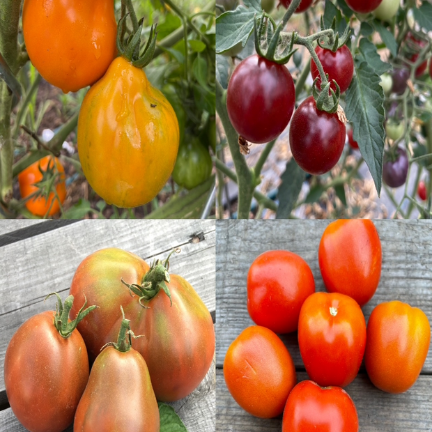 BIO Tomatensamen Set