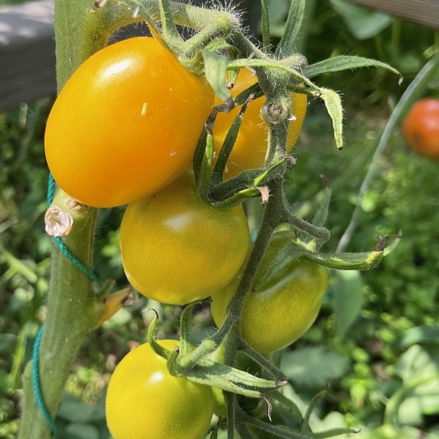 Tomate "König Humbert" - BIO-Tomatensorte [samenfest]