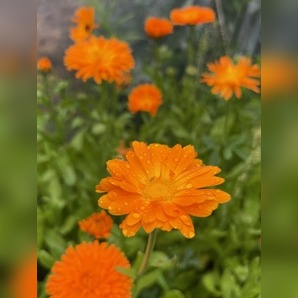 "Ringelblume" - BIO-Blumensamen [samenfest]