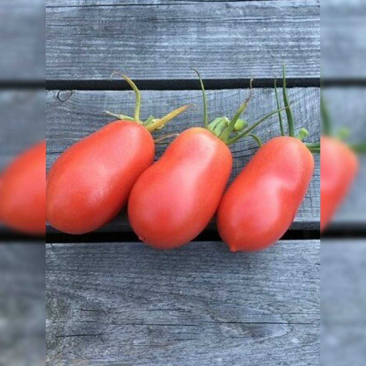 BIO Tomatensamen Set