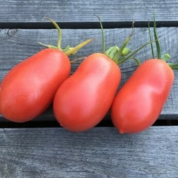 BIO Tomatensamen Set