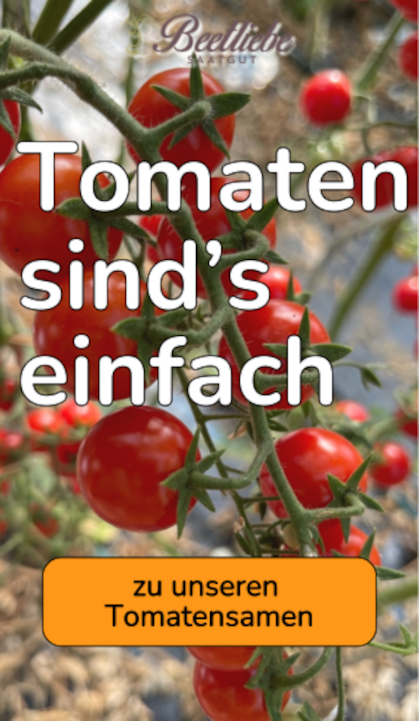 BIO Tomatensamen kaufen - samenfestes Saatgut von Beetliebe