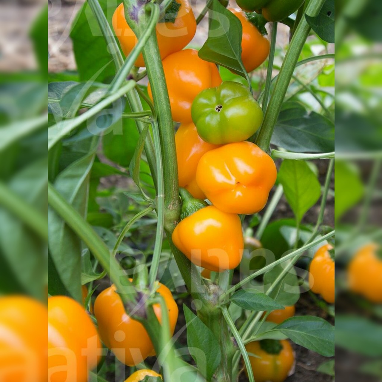 Anzucht-Set "Snackpaprika" [15, 18]