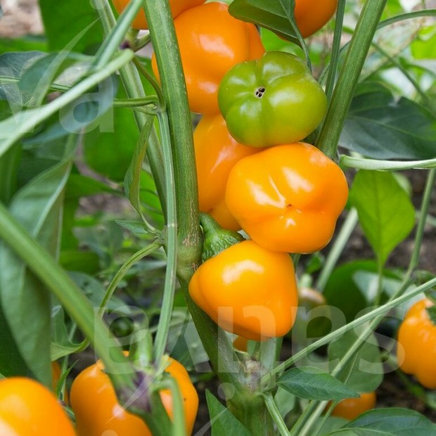 Anzucht-Set "Snackpaprika" [15, 18]