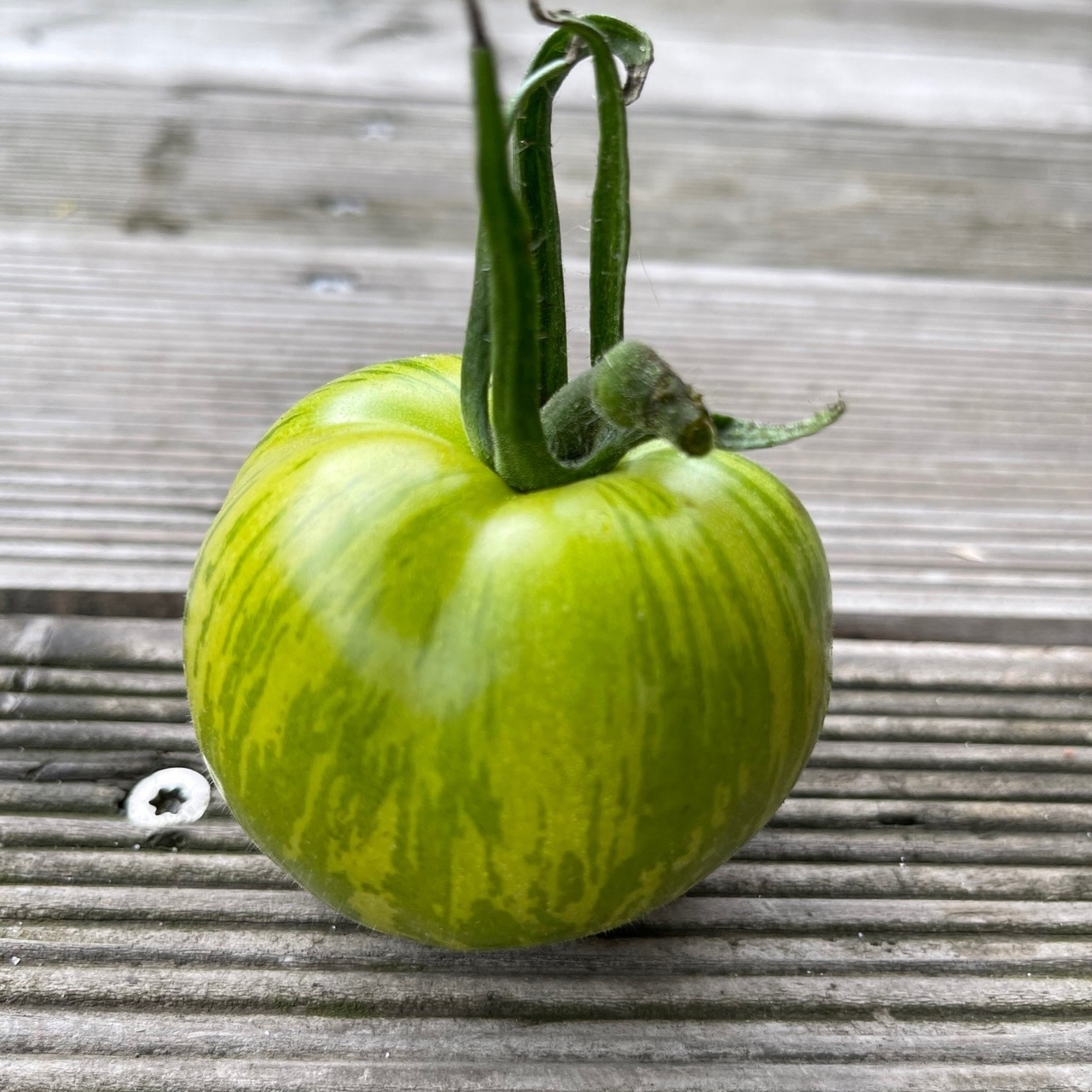 Tomate "Green Zebra" - BIO-Tomatensorte [samenfest]