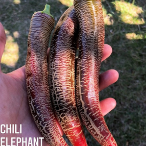 Chili Samen "Elefant" (samenfest & BIO)