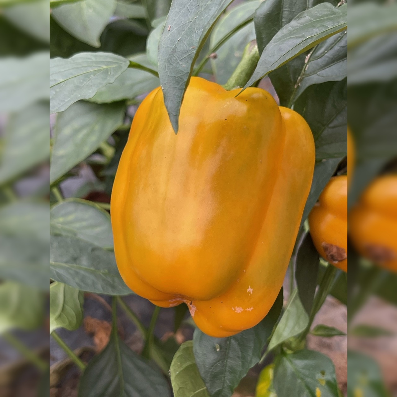 Paprika "Quadrato d´Asti Giallo" - BIO-Blockpaprika [samenfest]