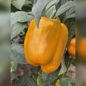 Paprika "Quadrato d´Asti Giallo" - BIO-Blockpaprika [samenfest]