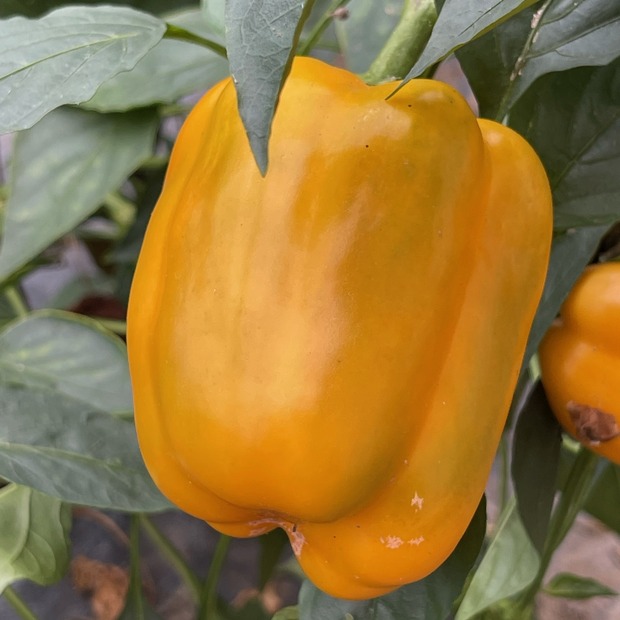 Paprika "Quadrato d´Asti Giallo" - BIO-Blockpaprika [samenfest]