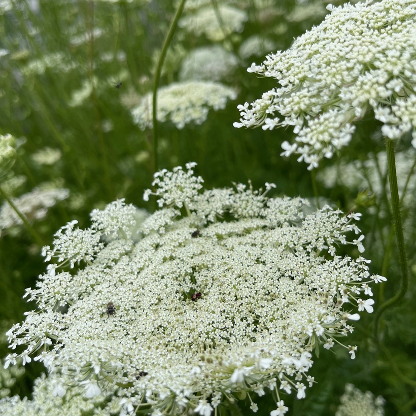 Blumensamen